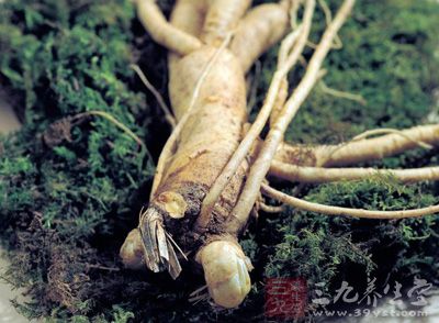 人参(Panax ginseng C. A. Mey)是多年生草本植物，喜阴凉，叶片无气孔和栅栏组织