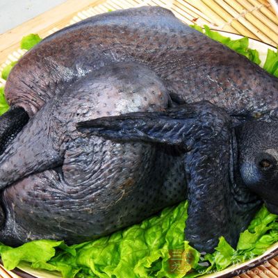 日常饮食中常见的乌骨鸡等 日常饮食中常见的乌骨鸡等