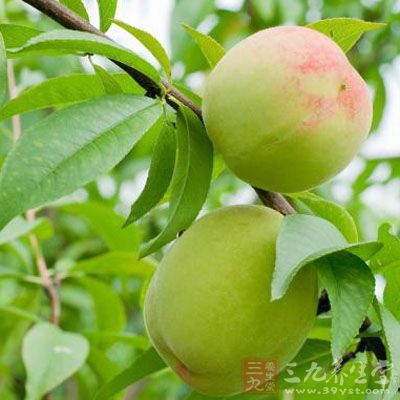 准备30克桃树叶,灰藜25克,将其放入1000毫升水肿煮沸20分钟 准备30克桃树叶,灰藜25克,将其放入1000毫升水肿煮沸20分钟