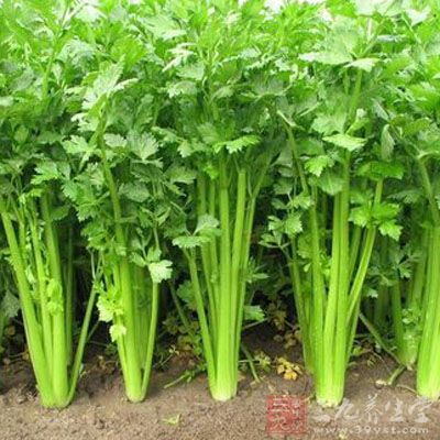 冬天容易干燥上火，芹菜味甘性凉