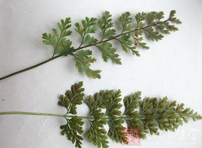 地侧柏,小凤尾草