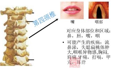 第四颈椎段:主要关联颈部肌肉、咽、臂等 第四颈椎段:主要关联颈部肌肉、咽、臂等