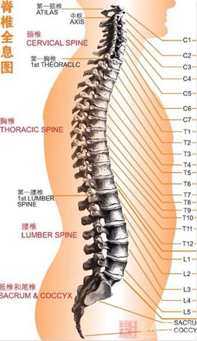 颈椎段脊柱受损或受累,有些部位或器官就有可能发生疾患 颈椎段脊柱受损或受累,有些部位或器官就有可能发生疾患