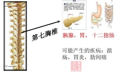 第七胸椎段:主要关联肝、胆、胰、十二指肠等 第七胸椎段:主要关联肝、胆、胰、十二指肠等