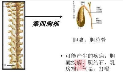 第四胸椎段:主要关联肺、支气管、胆囊、胸肋等 第四胸椎段:主要关联肺、支气管、胆囊、胸肋等