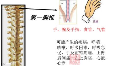 第一胸椎段:主要关联心脏、气管、食道、前臂等 第一胸椎段:主要关联心脏、气管、食道、前臂等