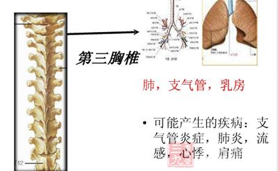 第三胸椎段:主要关联肺、支气管、食道、心脏、胸腔等 第三胸椎段:主要关联肺、支气管、食道、心脏、胸腔等