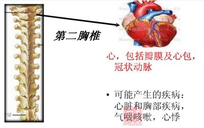 第二胸椎段:主要关联心脏、气管、食道、肩臂等 第二胸椎段:主要关联心脏、气管、食道、肩臂等