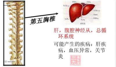 第五胸椎段:主要关联肝、胆、脾胃、胸壁等 第五胸椎段:主要关联肝、胆、脾胃、胸壁等