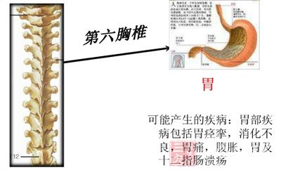 第六胸椎段:主要关联胰、胃、胆、胸背等 第六胸椎段:主要关联胰、胃、胆、胸背等
