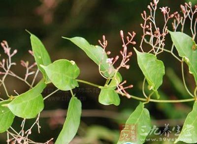 花拐藤根 别名菜豆藤,产后补,能藤,蚂蝗藤,长打破碗,腰骨藤,火烧角,黄