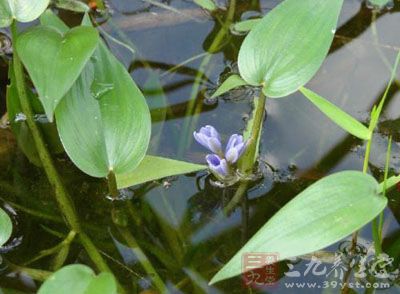 鸭舌头的药用价值与应用_清热药_中药图典