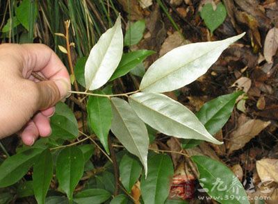 蔓胡颓子根的药用价值与应用