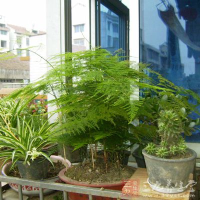 阳台养花特别是未封闭的阳台及延伸架上养花要注意安全问题和邻里关 阳台养花特别是未封闭的阳台及延伸架上养花要注意安全问题和邻里关