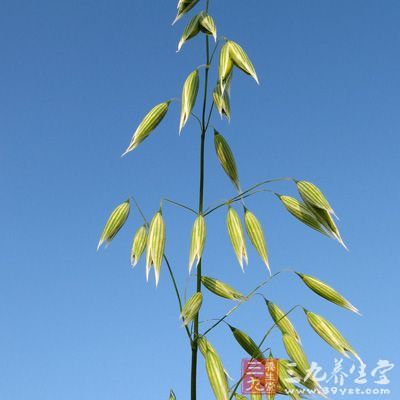 經(jīng)常食用野燕麥對糖尿病也有非常好的降糖、減肥的功效