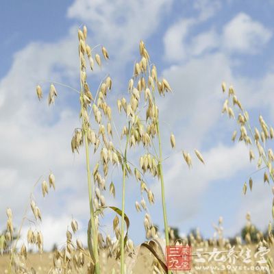 野燕麦是什么 野燕麦的食用方法与禁忌(3)