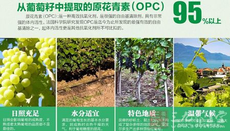 从葡萄籽中提取的原青花素(OPC)