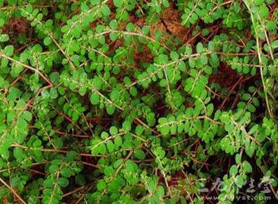 【别名】鸡屎草,臭虫草.