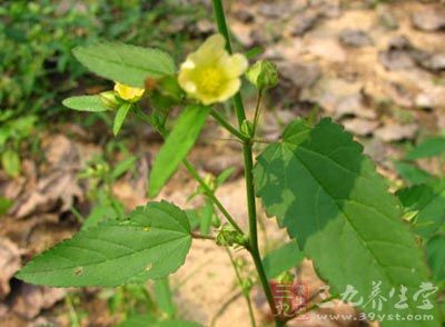 黄花地桃花