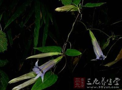 别名肺形草,簇花双蝴蝶