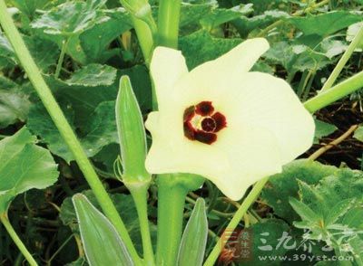 多年生草本,高1~2米,全株密被黄色长刚毛 多年生草本,高1~2米,全株密被黄色长刚毛