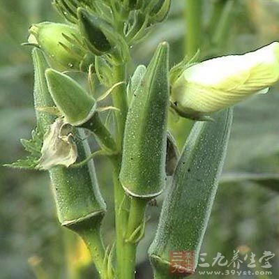 治水肿:桐麻根、水杨柳、水灯草根各三至五钱。煨水服 治水肿:桐麻根、水杨柳、水灯草根各三至五钱。煨水服