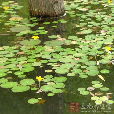 生境分布 生态环境:生于池沼或浅河. 资源分布:分布于我国南北各地.