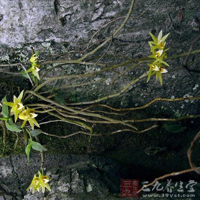 鐵皮楓斗茶原料:鐵皮楓斗30克