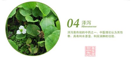 泽泻是传统的中药之一