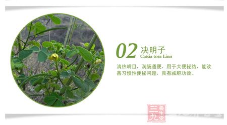 清热明目，润肠通便，用于大便秘结，能改善习惯性便秘问题，具有减肥功效