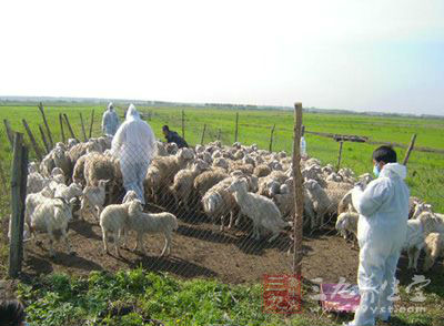 河南安阳完成3000只进境种羊隔离检疫