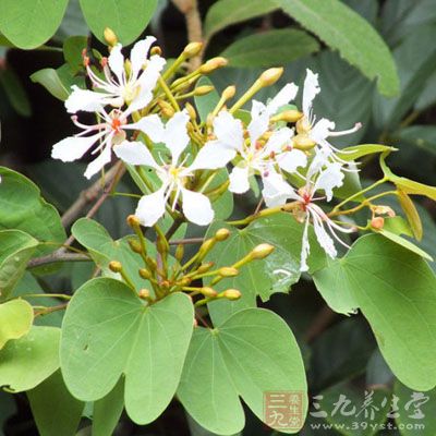 双肾藤的药用价值与应用