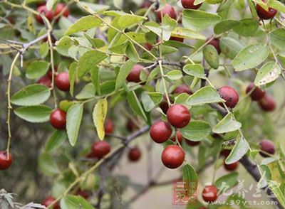 棘针的药用价值与应用_清热药_中药图典