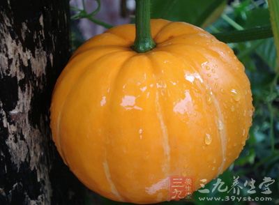 南瓜真是好东西,尤其对于女性朋友来说更是如 南瓜真是好东西,尤其对于女性朋友来说更是如