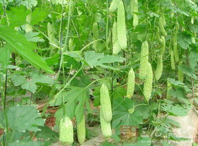 苦瓜的苦味来源是葫芦素和喹宁