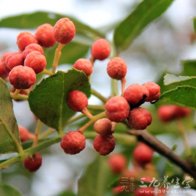 花椒治久患口疮