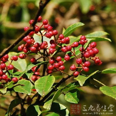 花椒可用于治疗积食、停饮、呃逆、呕吐、风寒湿邪所致的关节肌肉疼痛