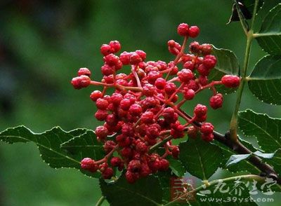 花椒别名檓、大椒、秦椒、蜀椒、川椒，大红袍或山椒