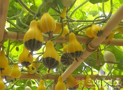 黄色蔬菜也有可能预防阿滋海默症 黄色蔬菜也有可能预防阿滋海默症