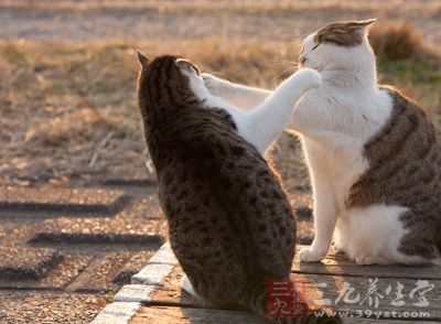 老是被猫咬伤或患有抑郁症