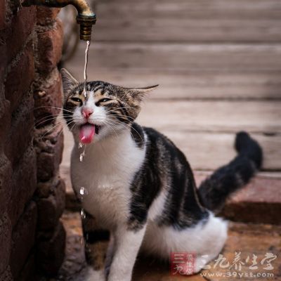 抑郁症患者的行为方式或许会激怒猫