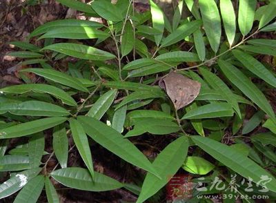 毒性大毒、药性温、药味苦 毒性大毒、药性温、药味苦