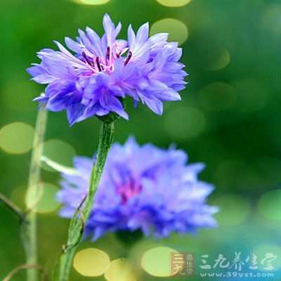 矢车菊花粉有利尿、抗风湿作用