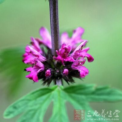 益母草花粉能調(diào)經(jīng)活血，治婦女月經(jīng)不調(diào)、婦科疾病等，并能清熱、活血、消瘀