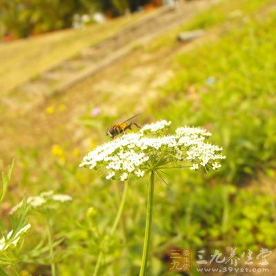 花粉含有豐富的蛋白質(zhì)、氨基酸、維生素和微量元素等營(yíng)養(yǎng)物質(zhì)