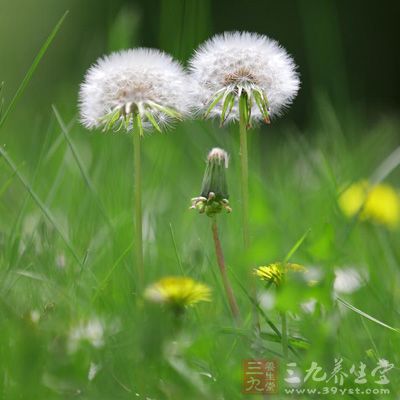 蒲公英花粉有化痰、利尿、補腎、散寒之功效，并能通經(jīng)活絡(luò)，提神醒腦。對人體血液再生有一定的輔助作用