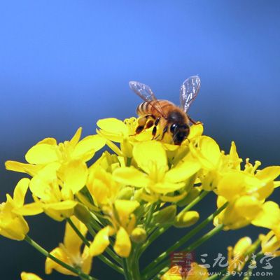 選擇較好的花粉，經(jīng)滅菌處理和破壁后密封待用