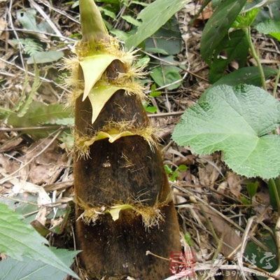 竹笋具有低糖、低脂的特点，富含植物纤维