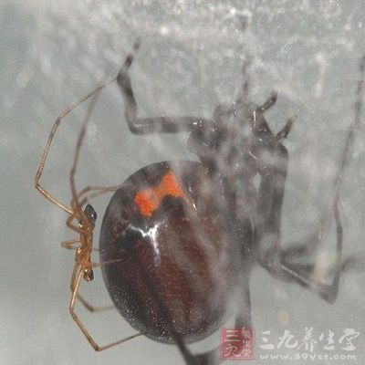 江苏首截活体黑寡妇蜘蛛 毒性是响尾蛇10倍