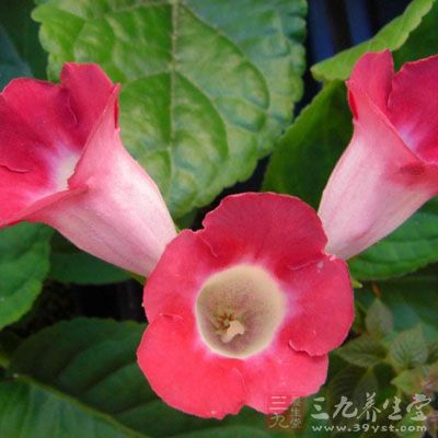 桐根的药用价值与应用